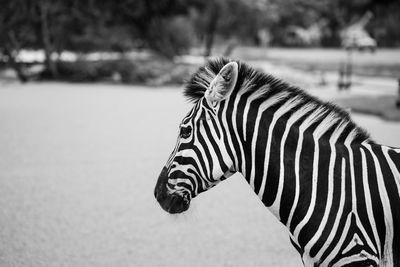 Close-up of zebra standing outdoors