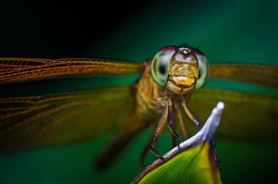 Close-up of dragonfly on leaf