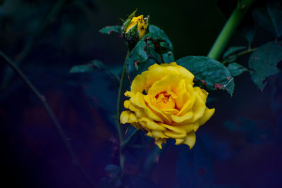 Close-up of yellow rose