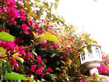 Pink flowers blooming in park