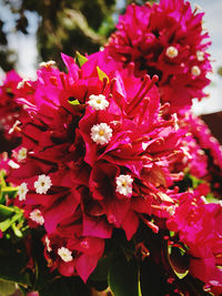 Close-up of pink flowering plant