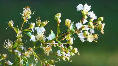 Close-up of insects on flowers