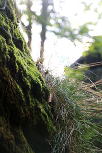 Close-up of moss on tree trunk