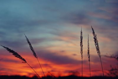 Low angle view of silhouette plants against dramatic sky during sunset