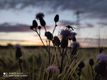 Close-up of purple flowering plant on field against sky