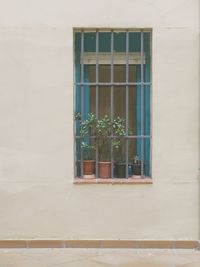 Plants against window