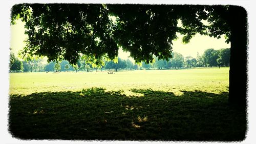 Trees on field against sky