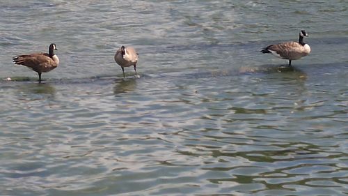 Ducks in lake