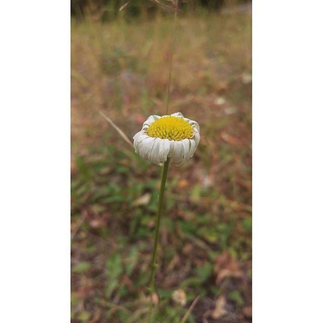 flower, growth, fragility, freshness, transfer print, flower head, beauty in nature, stem, nature, dandelion, plant, focus on foreground, field, close-up, wildflower, petal, auto post production filter, blooming, selective focus, single flower