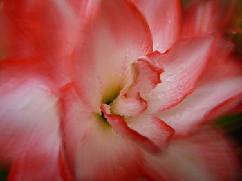 Amaryllis is a bulbous bulbous flower