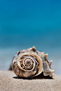 Close-up of snail on beach