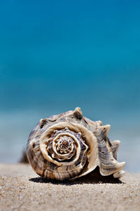 Close-up of seashell against blue sky