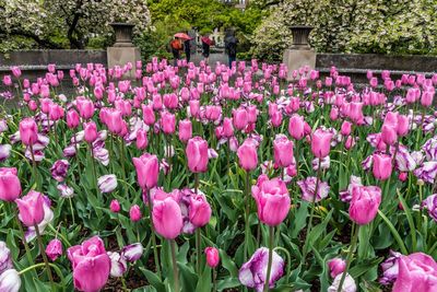 Pink tulips blooming in garden