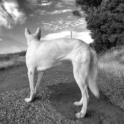 Dog standing on field against sky