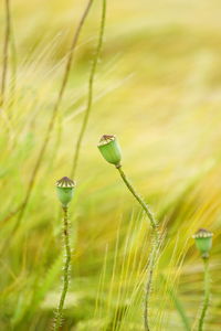 Close-up of plant