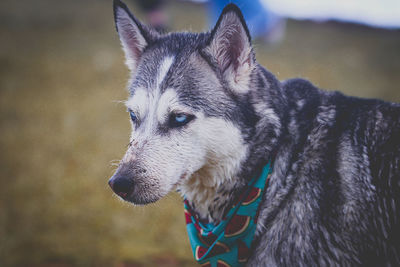 Close-up of dog