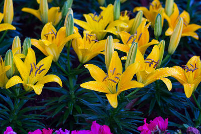 Close-up of yellow flowering plants