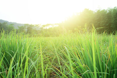 Scenic view of grassy field against bright sun