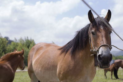 Horses in ranch