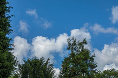 Low angle view of trees against sky