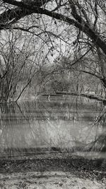 Scenic view of lake in forest