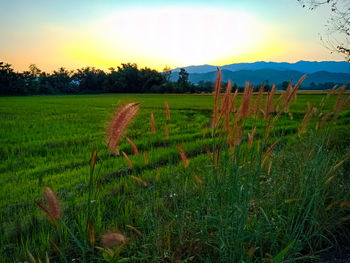 Scenic view of field against sky during sunset