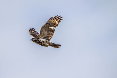 Low angle view of a red shouldered hawk flying in sky
