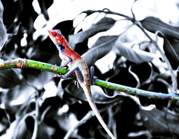 Close-up of butterfly on branch