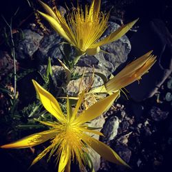 Close-up of yellow flowers