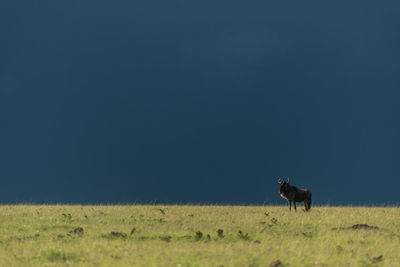 Blue wildebeest stands on horizon in storm