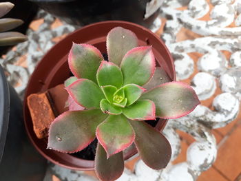 High angle view of flowers in water