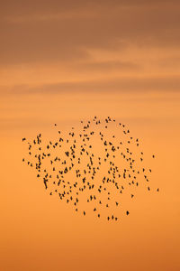 Low angle view of birds flying against sky during sunset