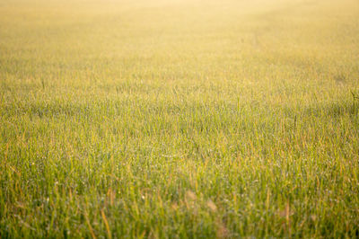 Full frame shot of crops growing on field