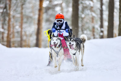 Dog on snow covered land