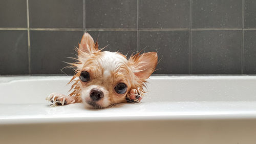 Close-up of wet chihuahua in bathtub