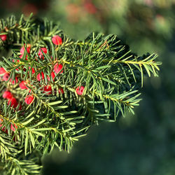 Close-up of pine tree leaves