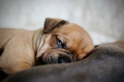 Close-up of dog sleeping on sofa