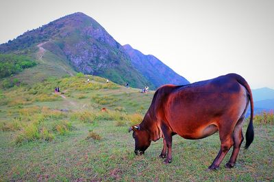 Horse in a field