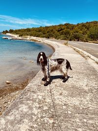 Dog on beach against sky