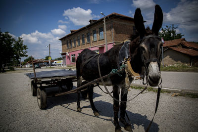 Horse cart on street