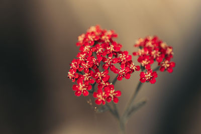 Close-up of red flowering plant