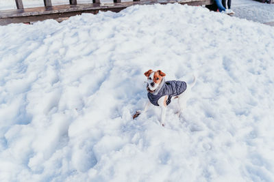 Dog on snow covered land