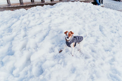 Person with dog on snow covered field