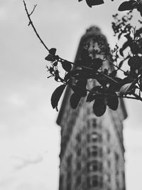 Low angle view of flowering plant against sky