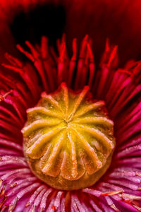 Close-up of red hibiscus blooming outdoors