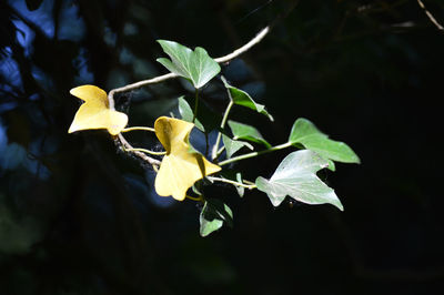 Close-up of yellow leaves on plant
