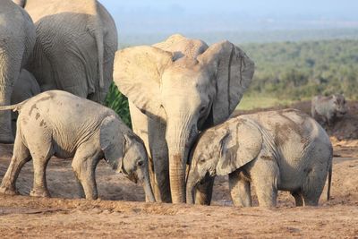 Elephants with calves on field