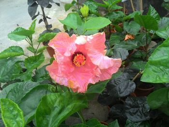 Close-up of pink flower