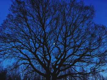 Low angle view of bare tree against blue sky