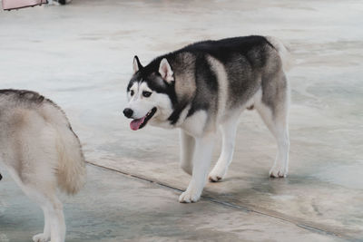 View of dogs on land